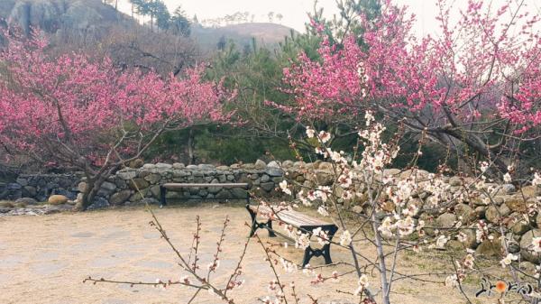 韓國年度光陽梅花節慶