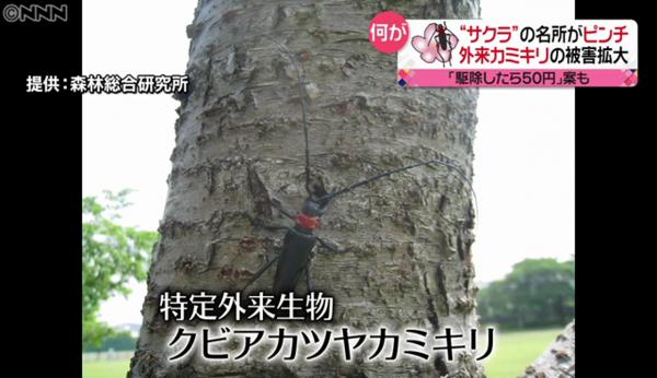 外來種昆蟲入侵日本多地櫻花 市長出動獎金獎品懸賞消滅害蟲