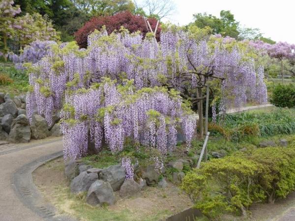 橫須賀菖蒲園 紫藤花