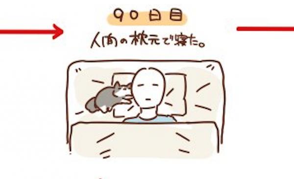 從疏遠到和主人同床睡覺 日網民描繪貓貓90日睡姿轉變
