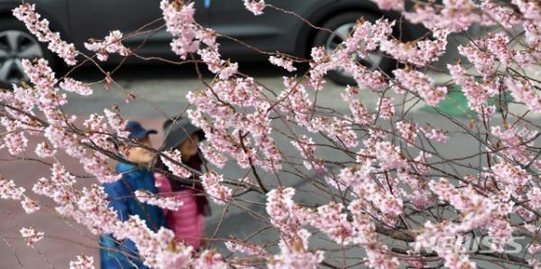 釜山櫻花提早開花！