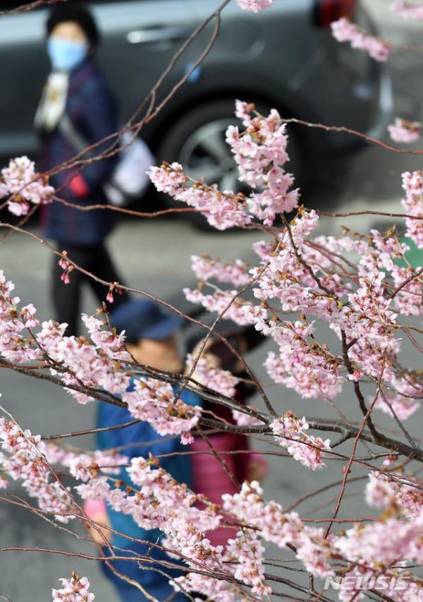 釜山櫻花提早開花！