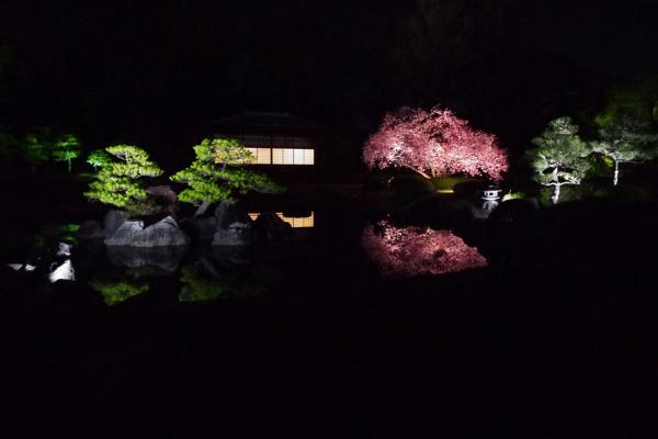 京都夜櫻 二條城