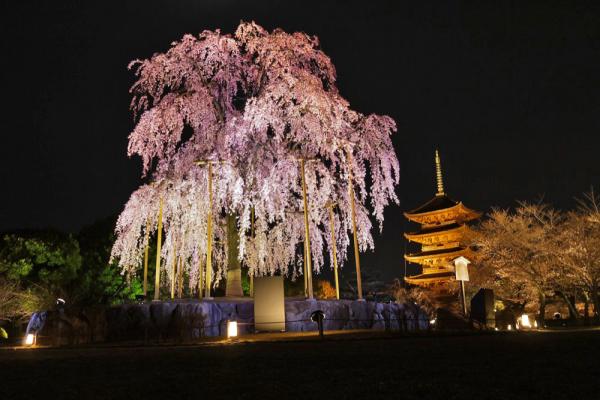 京都夜櫻 東寺