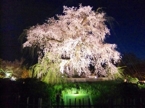 京都夜櫻 圓山公園