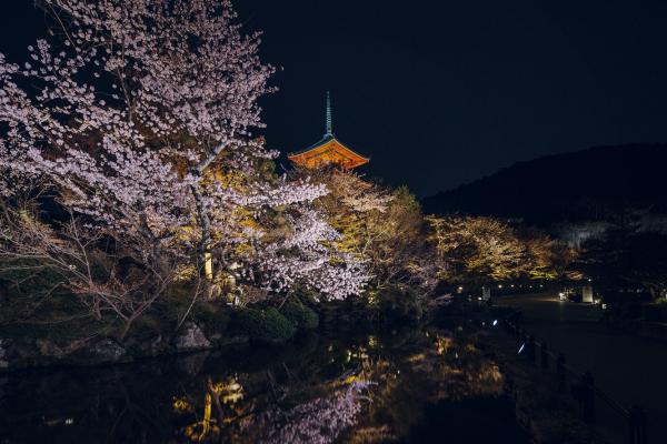 京都夜櫻 清水寺