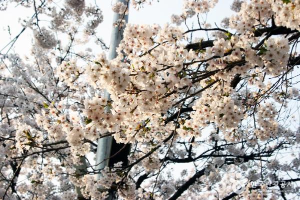 首爾必到汝矣島櫻花盛典