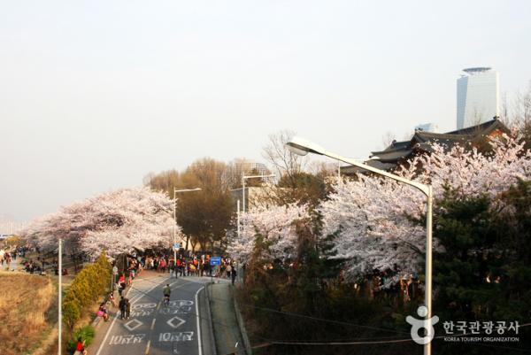 首爾必到汝矣島櫻花盛典
