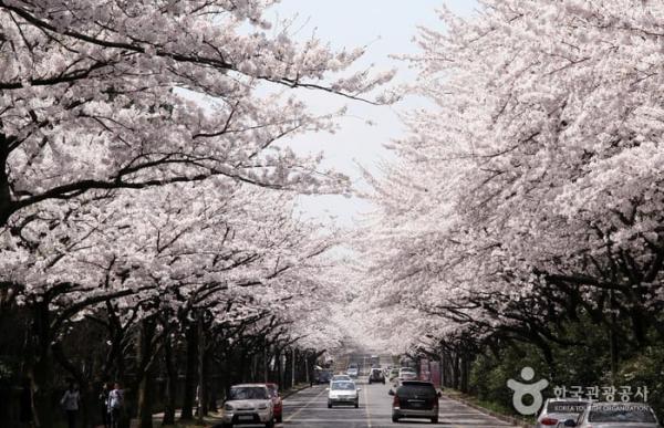 濟州島賞櫻熱點5大推介 韓國最早的櫻花！