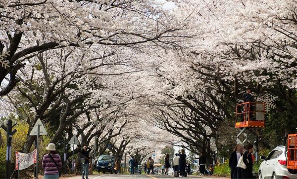 濟州島賞櫻熱點5大推介 韓國最早的櫻花！