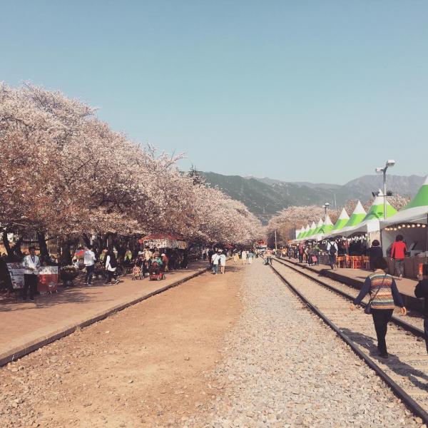 韓國鎮海人氣櫻花慶典 過20萬棵櫻花樹滿開！