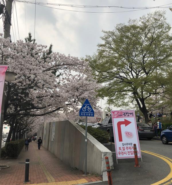 韓國鎮海人氣櫻花慶典 過20萬棵櫻花樹滿開！
