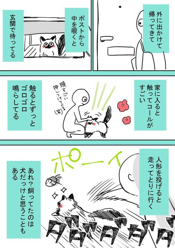 「和我想像中的貓貓完全不同！」 日本網民將貓貓生活日常畫成漫畫　貓奴大讚有共鳴！