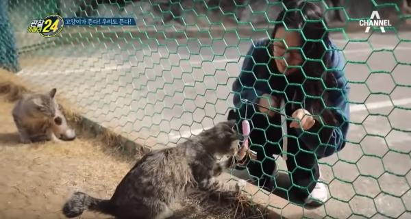 韓國首爾大熱野外貓貓庭院 想被101隻貓貓包圍嗎?