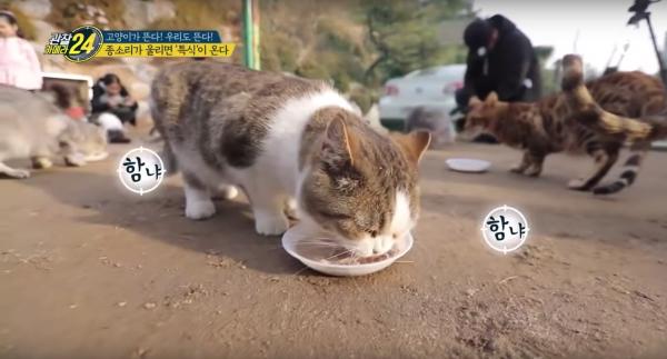 韓國首爾大熱野外貓貓庭院 想被101隻貓貓包圍嗎?