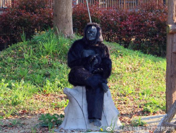 江蘇動物園驚現人扮猩猩 網民﹕一看就穿崩！