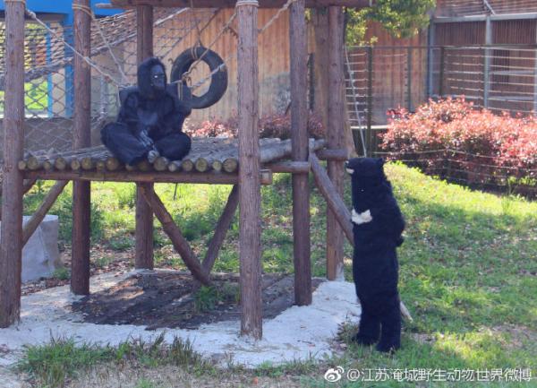 江蘇動物園驚現人扮猩猩 網民﹕一看就穿崩！