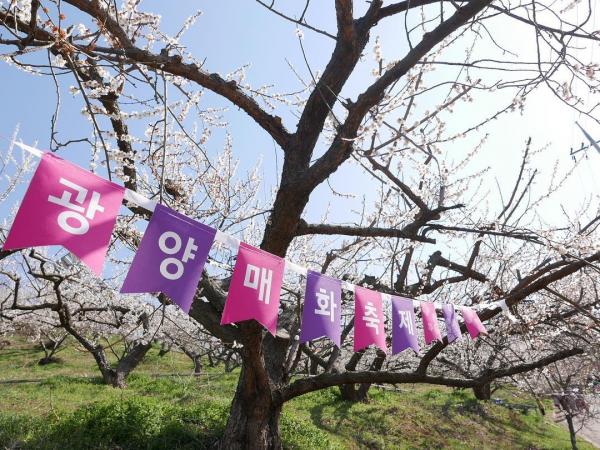 韓國一年四季賞花時間表 一文睇晒全年花期＋賞花景點