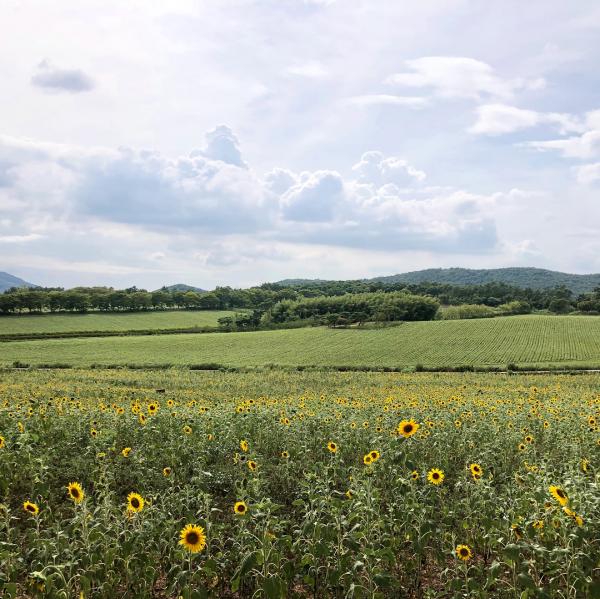 韓國一年四季賞花時間表 一文睇晒全年花期+賞花景點