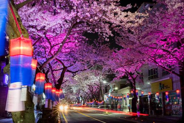 韓國一年四季賞花時間表 一文睇晒全年花期＋賞花景點