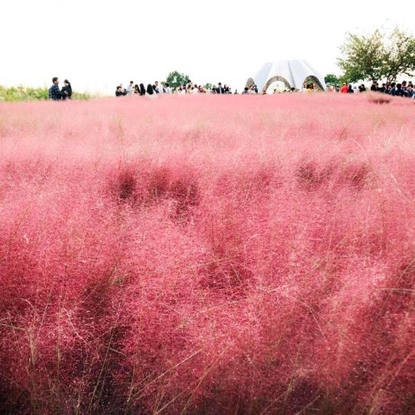 韓國一年四季賞花時間表 一文睇晒全年花期+賞花景點