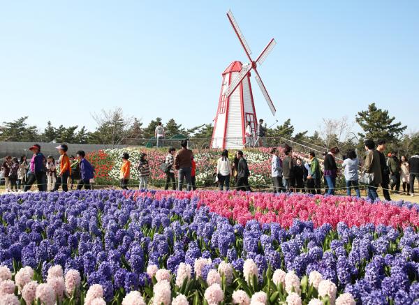 韓國世界鬱金香節開幕 超過200萬朵綻放春日氣息！ 泰安世界鬱金香節 태안세게튤립꽃축제