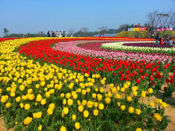 韓國世界鬱金香節開幕 超過200萬朵綻放春日氣息！ 泰安世界鬱金香節 태안세게튤립꽃축제