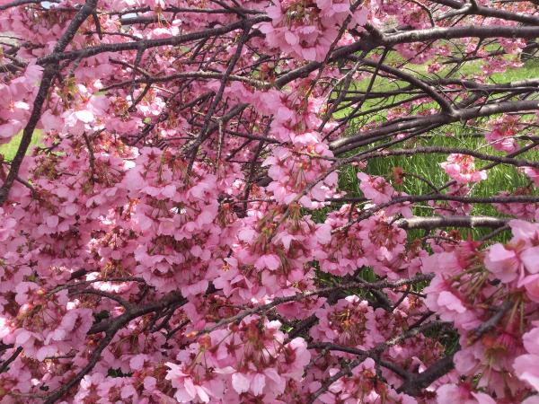 京都櫻花樹吹倒後仍滿開 網民：看過最感動的櫻花