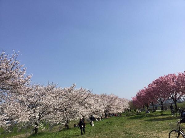 京都櫻花樹吹倒後仍滿開 網民：看過最感動的櫻花