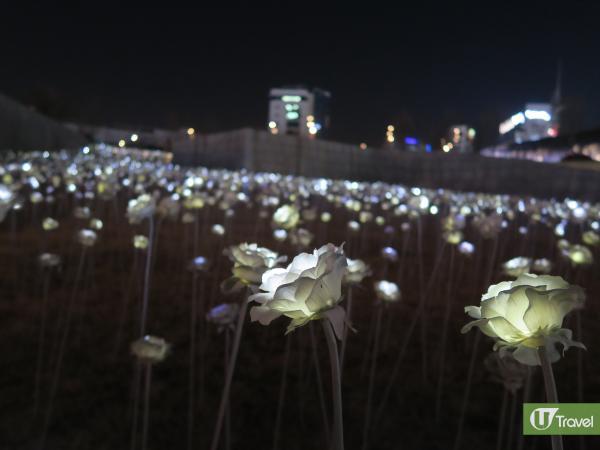 首爾東大門玫瑰花海展示即將完結？ 東大門地標即將消失？