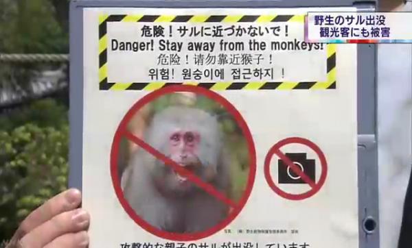 京都 猴子