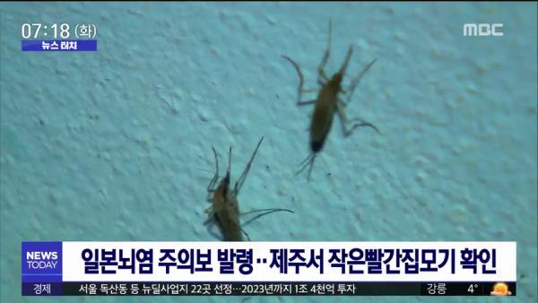 韓國政府發布「日本腦炎警報」生效 首現病媒蚊蹤影！