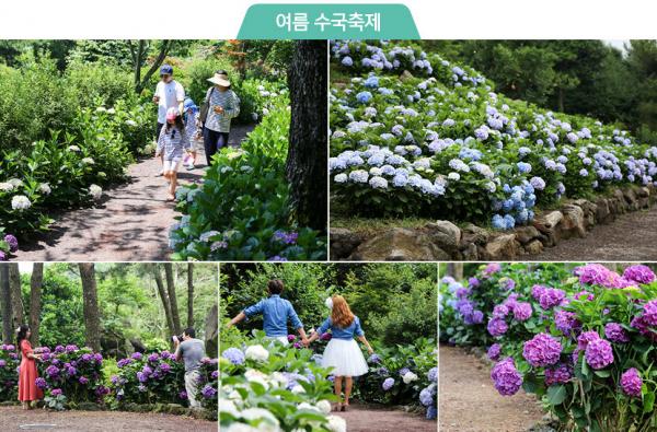 休愛里自然生活公園 (휴애리 자연생활공원) - 繡球花節 (수국축제)
