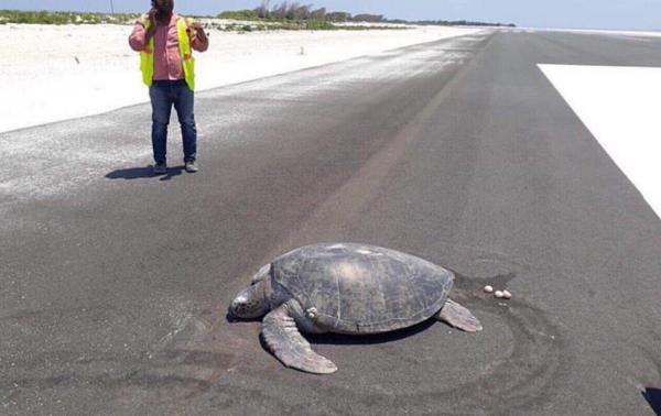 出生海灘變機場 瀕危綠海龜馬爾代夫機場跑道上產卵