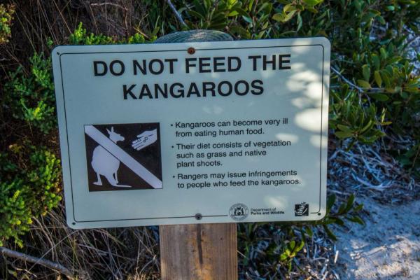 遊客餵食朱古力吸引袋鼠靠近打卡 澳洲保育局職員：會令袋鼠生病至死