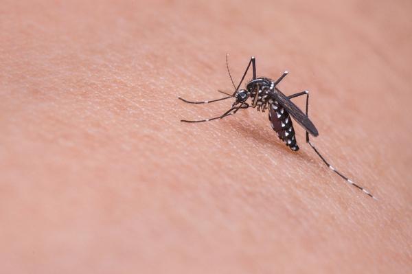 蚊子會選吸血對象？ 研究：經常被蚊咬全因你太善良！