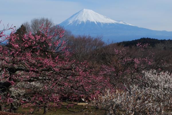 東京近郊10大富士山景點 欣賞絕景櫻花富士/逆富士/鑽石富士
