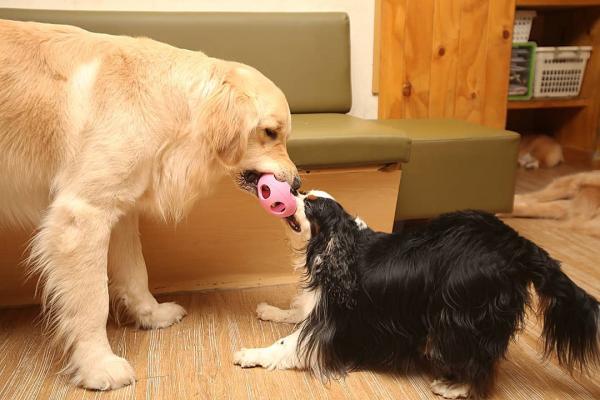 首爾弘大開業20年萌狗Cafe 多達30種不同品種小狗！