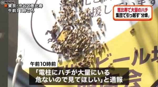 10000隻蜜蜂今早突襲東京街頭 淹沒海報途人受驚紛紛走避