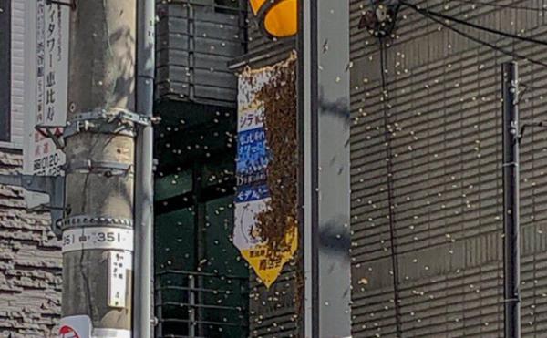 10000隻蜜蜂今早突襲東京街頭 淹沒海報途人受驚紛紛走避