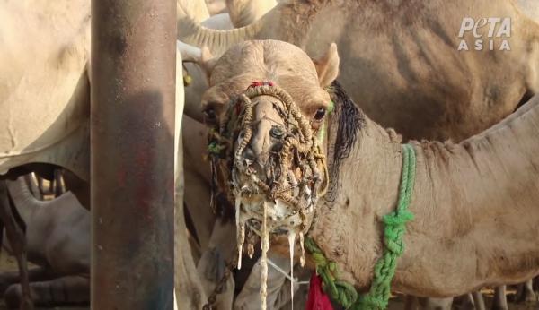 埃及 馬匹 駱駝 被虐