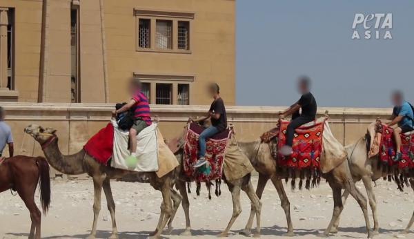 埃及 馬匹 駱駝 被虐