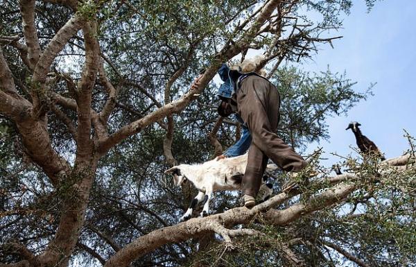 摩洛哥奇景山羊上樹被揭騙局 農夫為賺遊客錢迫羊上樹曬足全日