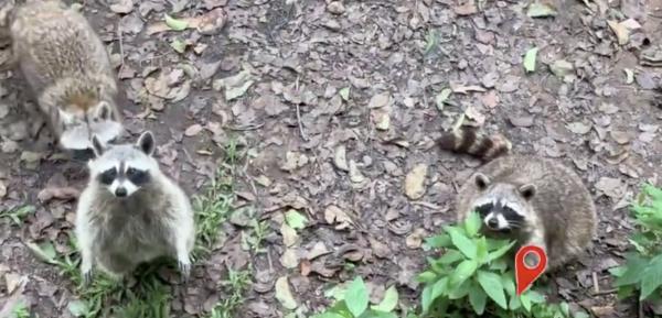 浣熊吃太多超重胖成球 廣州動物園籲遊客：別再餵