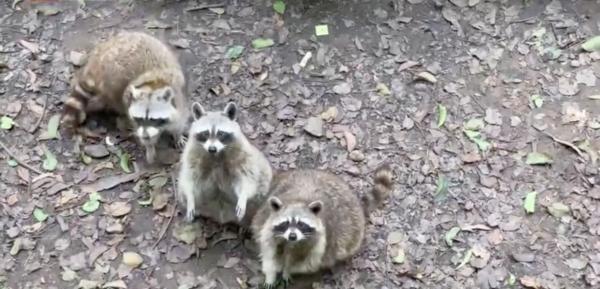 浣熊吃太多超重胖成球 廣州動物園籲遊客：別再餵