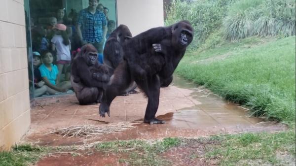 哥倫比亞動物園猩猩超怕雨 狼狽避雨樣子盡現霸氣盡失