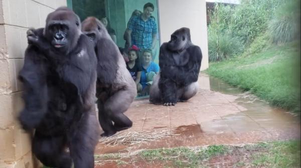 哥倫比亞動物園猩猩超怕雨 狼狽避雨樣子盡現霸氣盡失