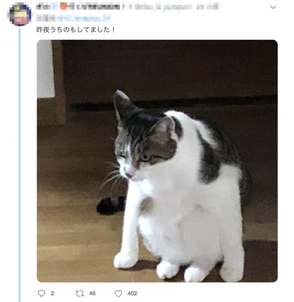 日本貓咪蹲坐姿勢似足人 可愛少女坐姿融化網民心
