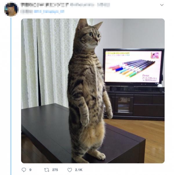 日本貓咪蹲坐姿勢似足人 可愛少女坐姿融化網民心