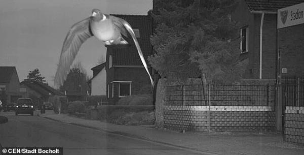 德國鴿子超速飛行被影快相 警方照開告票：未知鴿子如何交罰款